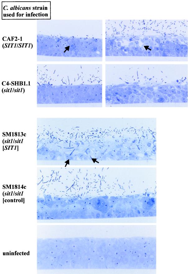 FIG. 4.