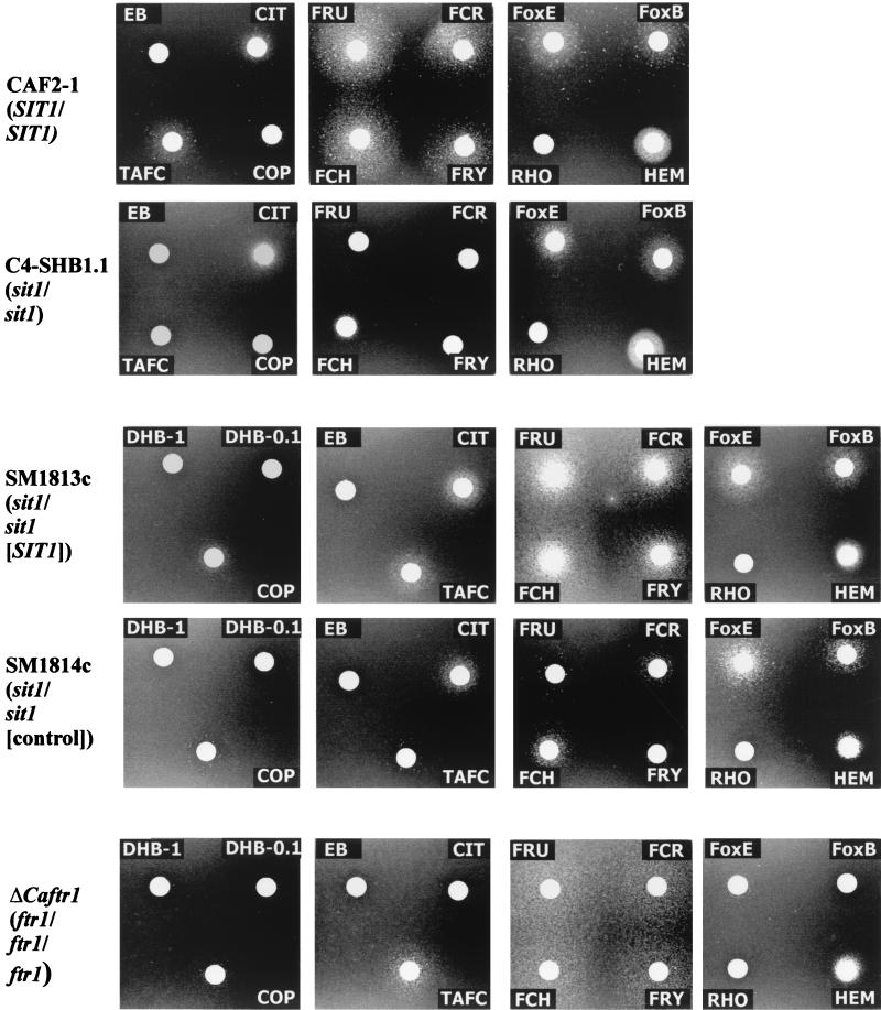 FIG. 2.