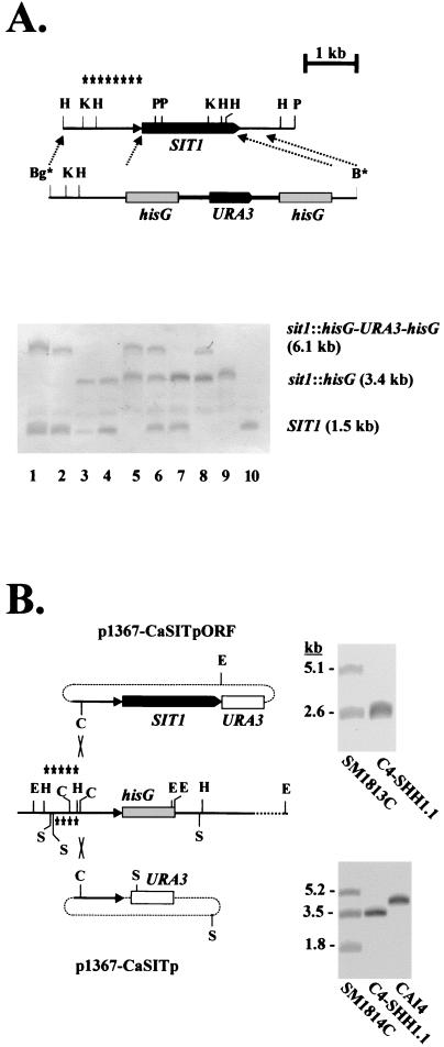 FIG. 1.