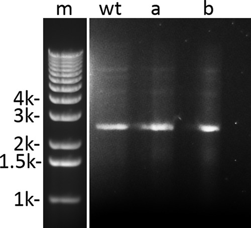 FIG 2