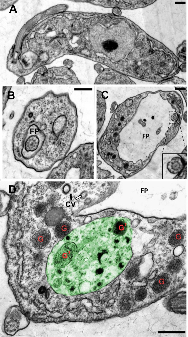 Fig 5