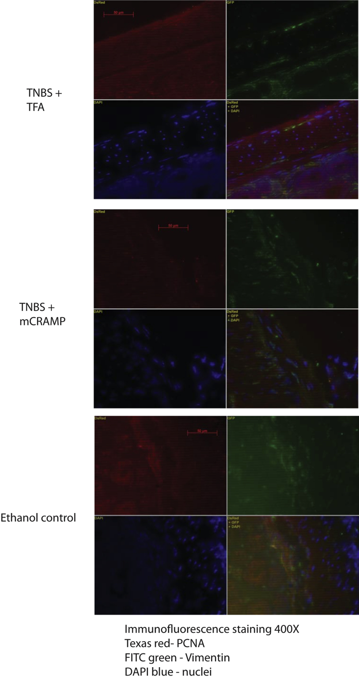 Supplementary Figure 1