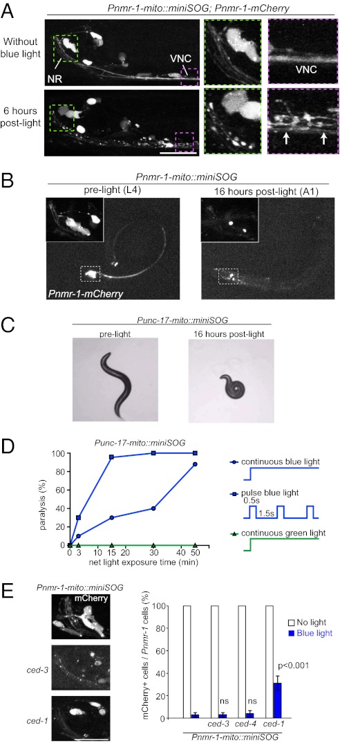 Fig. 2.