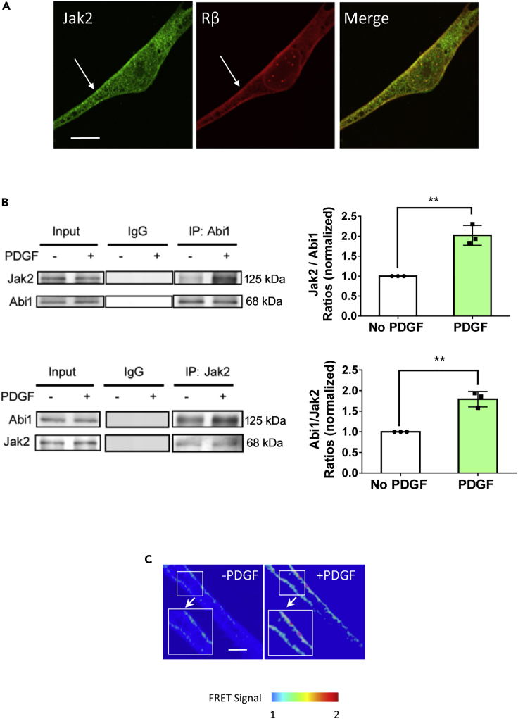 Figure 4