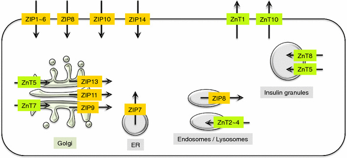 Fig. 4