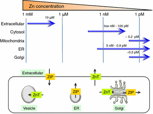 Fig. 2