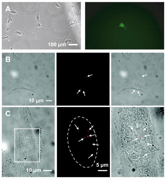 Fig. 4