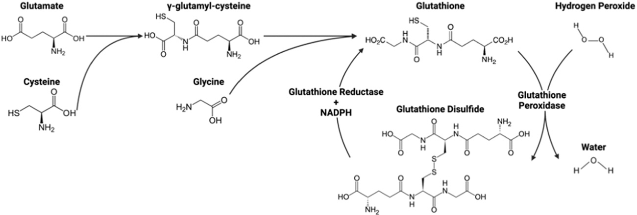 Fig. 3
