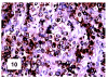 Figure 10.