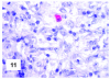 Figure 11.