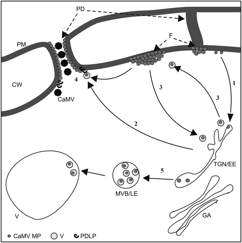 Figure 7.