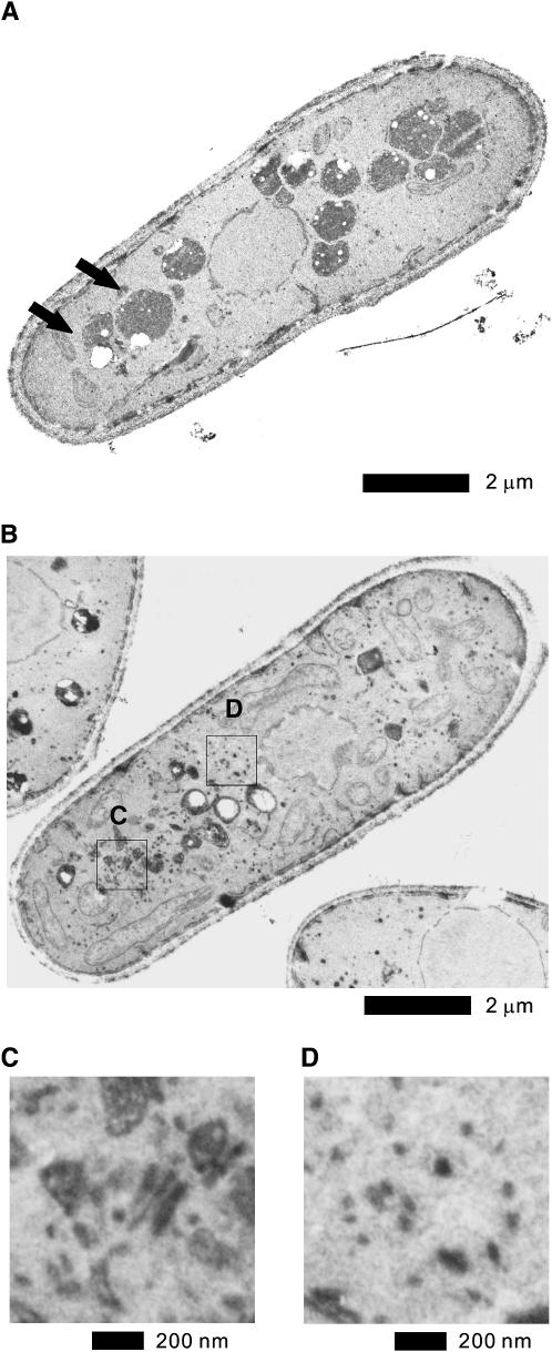 Figure 3.—