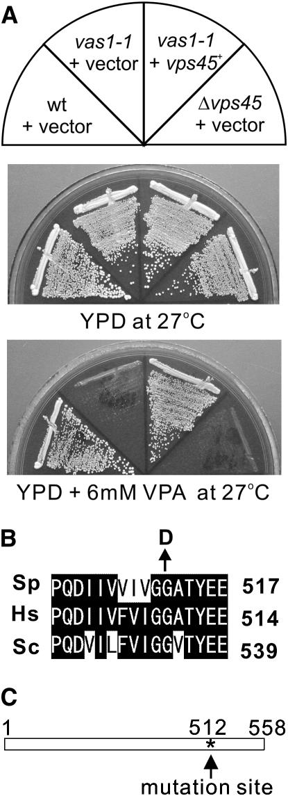 Figure 1.—