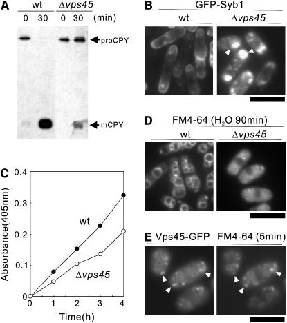 Figure 2.—