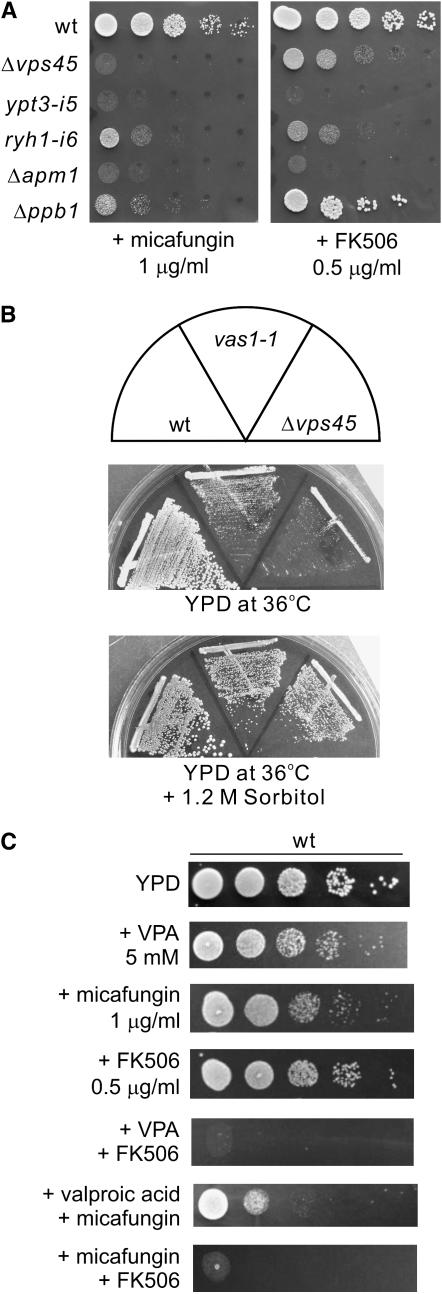 Figure 6.—