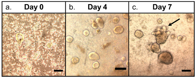 Figure 1: