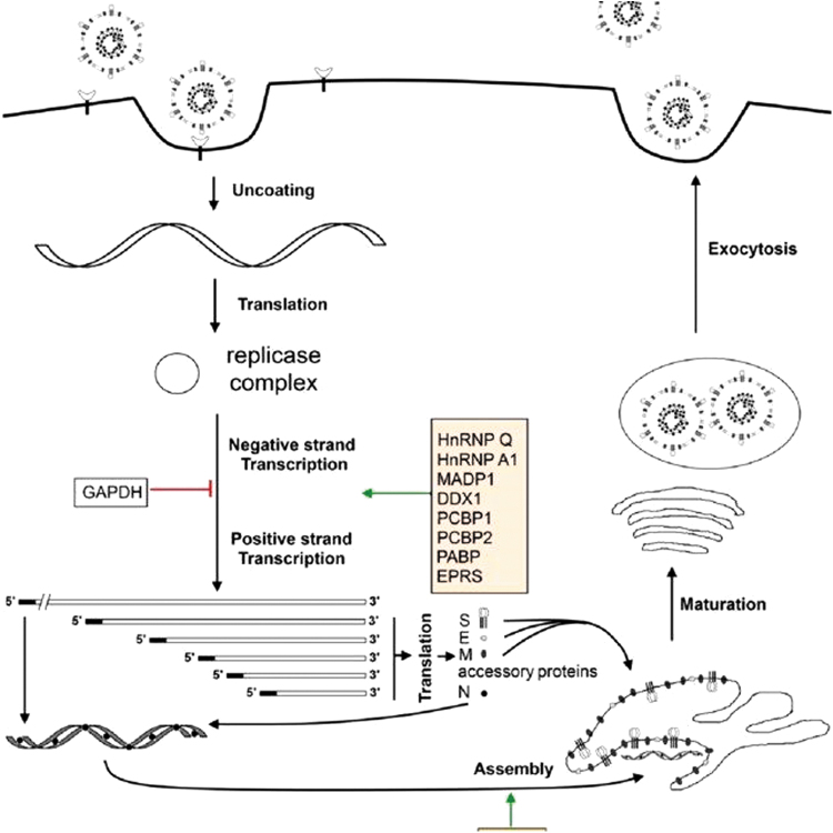 FIG. 2.