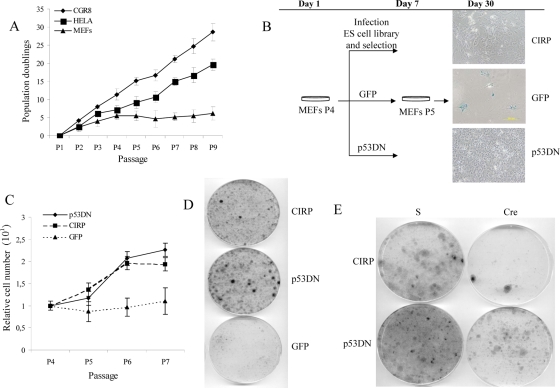 FIG. 1.