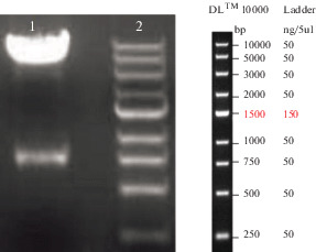 Fig. 1. 