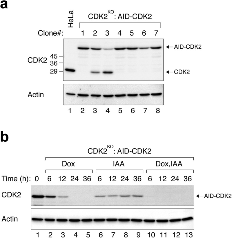 Figure 2.