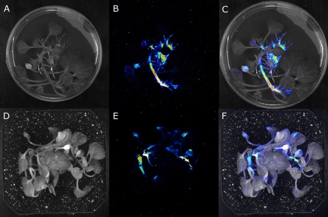 Figure 1—figure supplement 4.