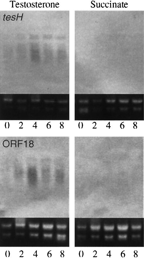 FIG. 8.