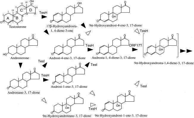 FIG. 10.