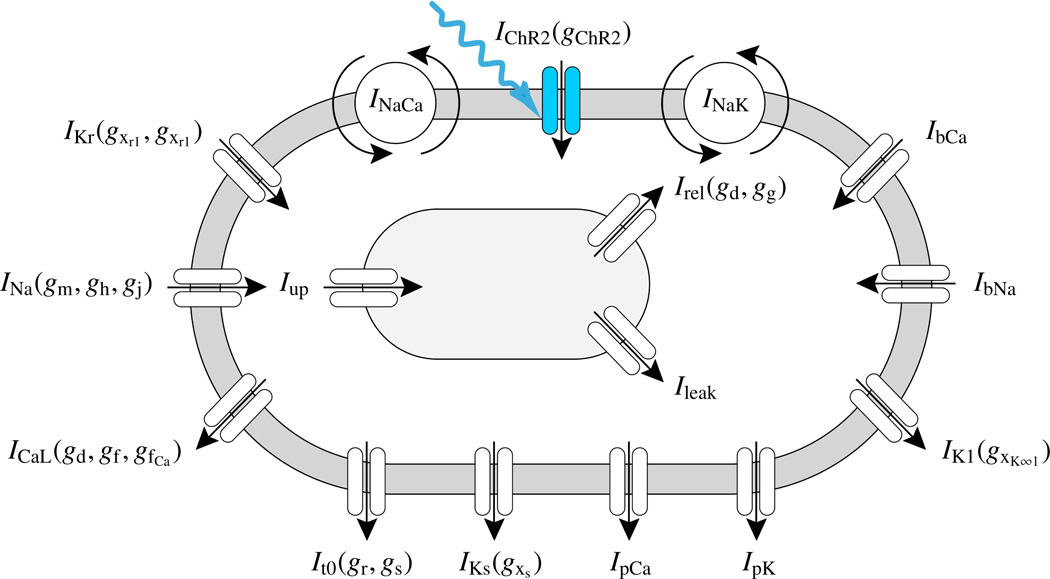 Figure 5