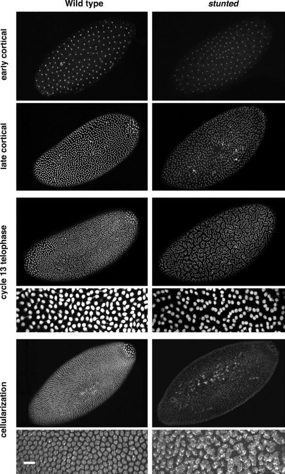 Figure 4.—