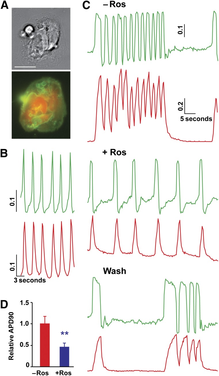 Figure 5.