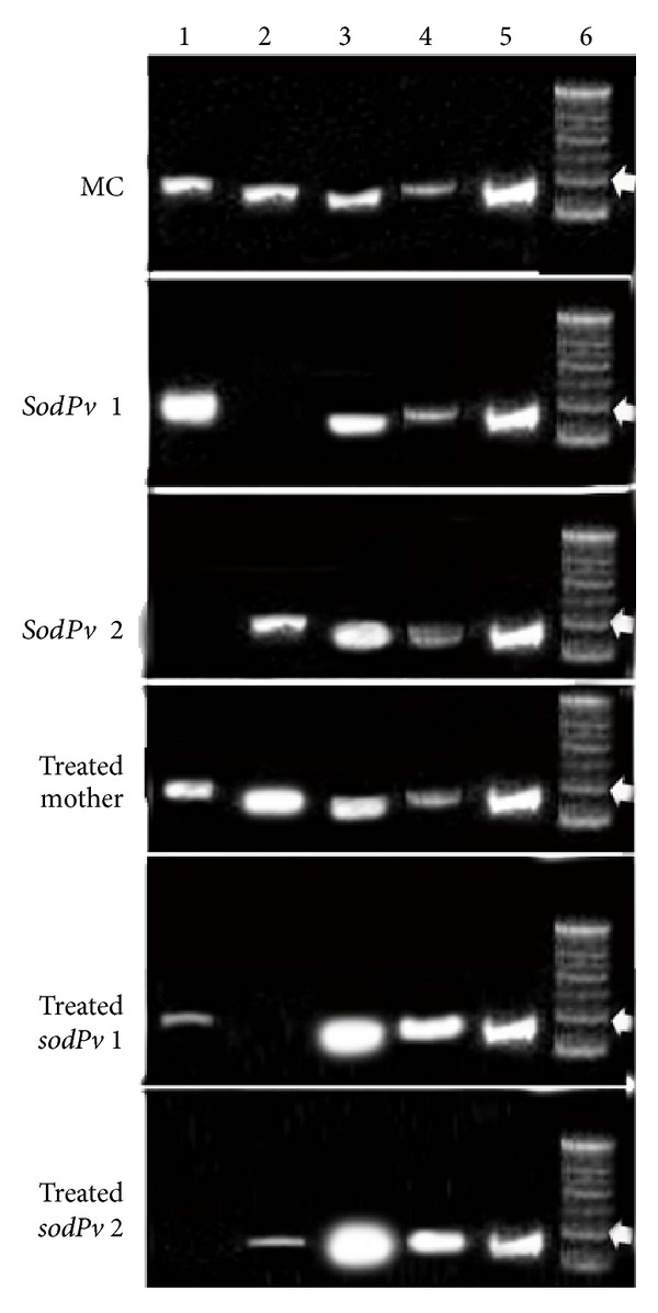 Figure 6