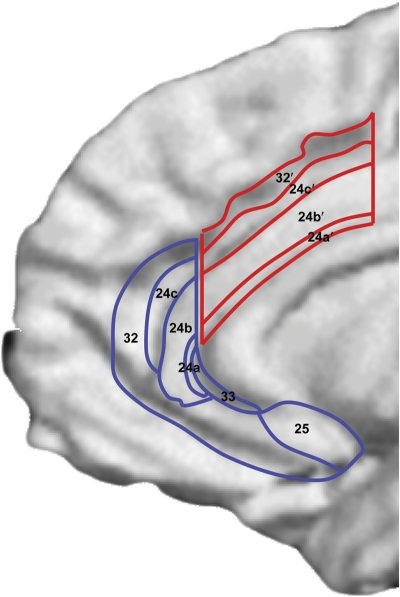 Anterior cingulate cortex anatomy and relevance to depression