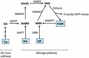 Fig. 2