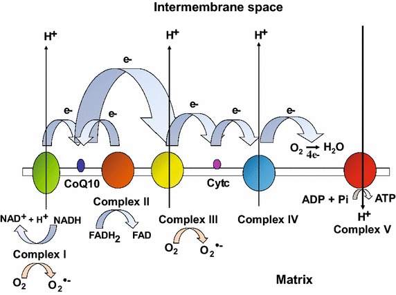 Fig. 1