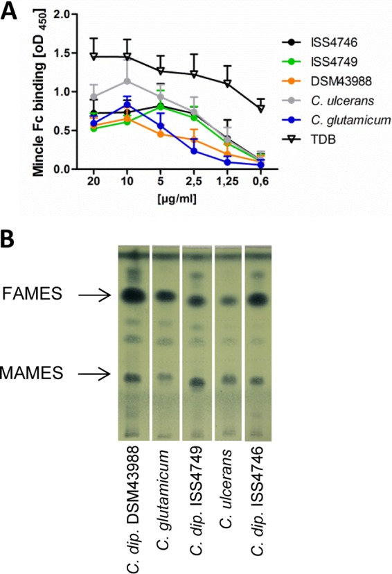 FIG 1