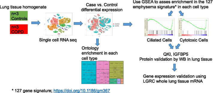 graphic file with name 12931_2021_1675_Figa_HTML.jpg