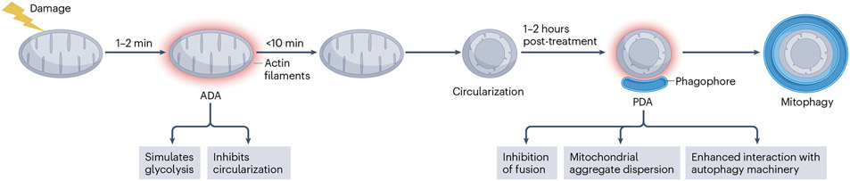 Fig. 4 ∣