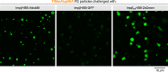 Figure 13—Figure supplement 1.