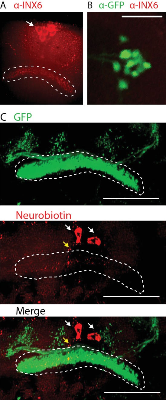 Figure 4—figure supplement 2.