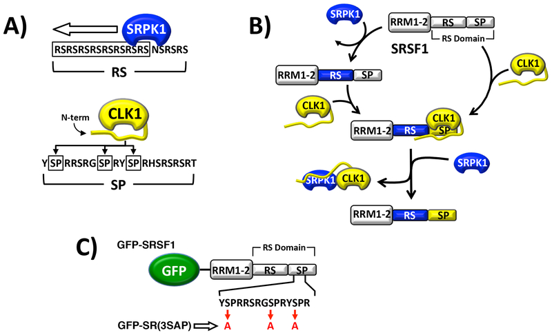 Figure 1: