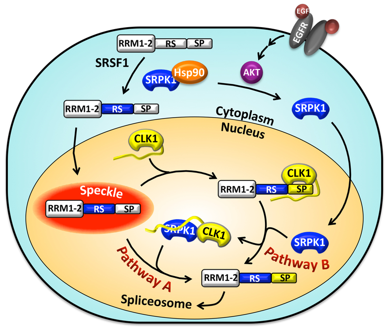 Figure 7: