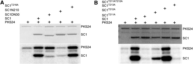 Figure 7.