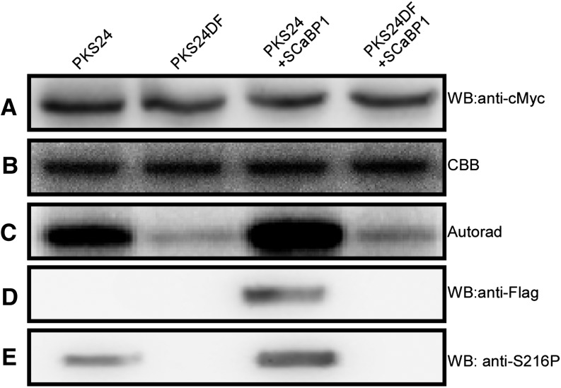 Figure 6.