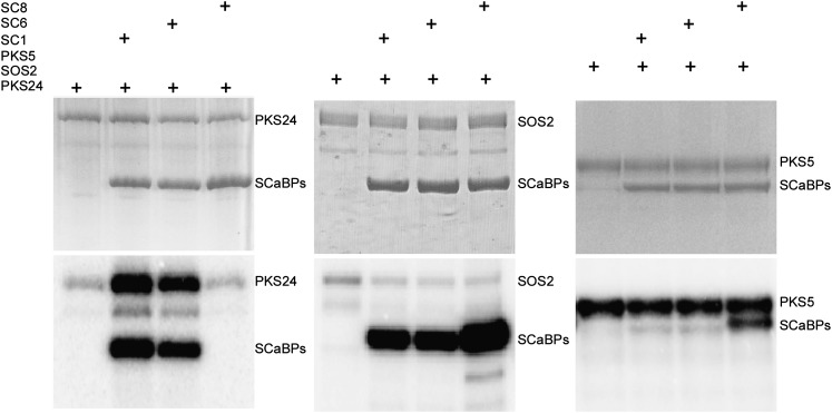 Figure 5.