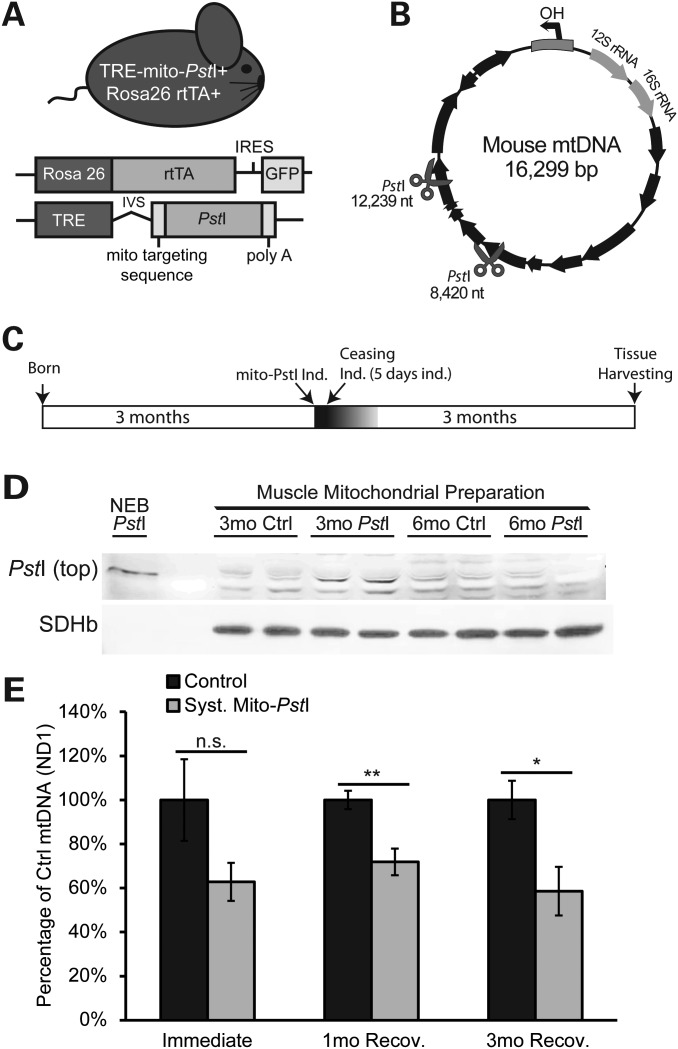 Figure 1.