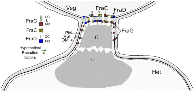 Fig. 8.