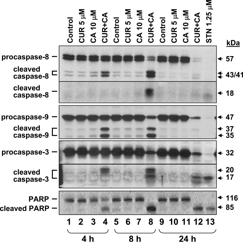 Fig. 8