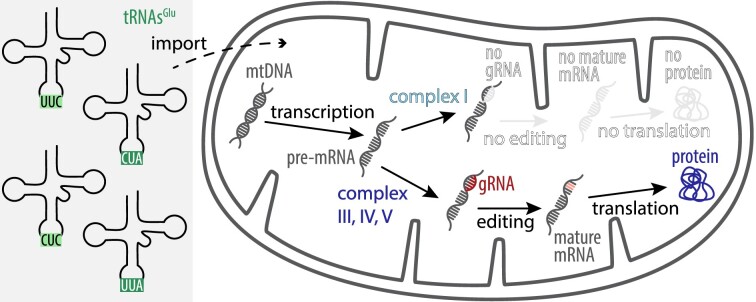 Graphical Abstract