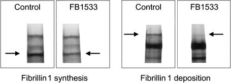 Figure  4