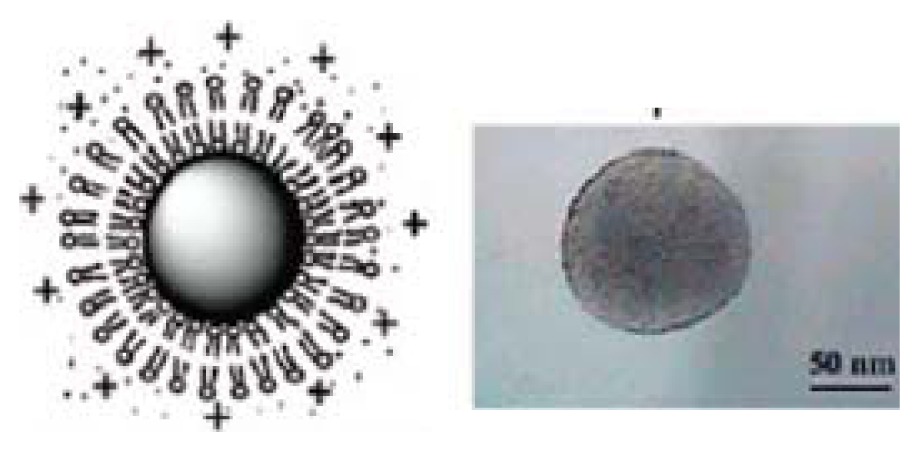 graphic file with name ijms-14-09906f14.jpg